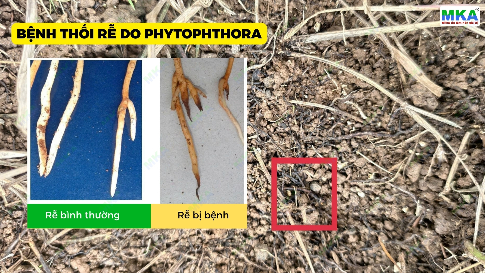 Nhận biết biểu hiện rễ khỏe và rễ bị thối do nấm phytophthora